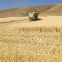 فروش 200انبار کاه