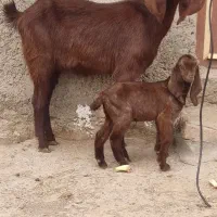 بز زایده .میش