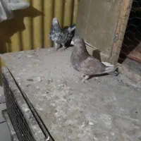 کفتر