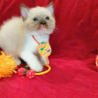 هیمالین|گربه|گرگان, |دیوار