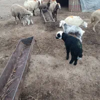 میش و بره|حیوانات مزرعه|بروجرد, |دیوار