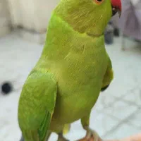 طوطی ملنگو محدوده گلشهر