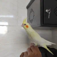جوجه عروس هلندی