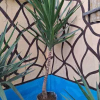 گل ( درخت ) یوکا|گل و گیاه طبیعی|رشت, سلیمانداراب|دیوار