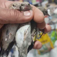 جوجه سهره