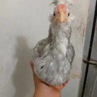 مرغ و خروس گلین طوسی نیمچه .جوجه