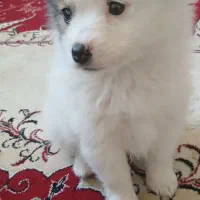 سگ پامرین توله ۳ ماهه