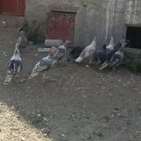 بوقلمون محلی|حیوانات مزرعه|بروجرد, |دیوار