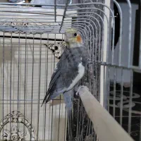 یک عدد عروس هلندی سینامون