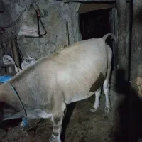 گاو محلی|حیوانات مزرعه|آبش احمد, |دیوار