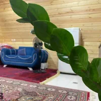 اجاره کلبه سوییسی جنگلی|اجارهٔ کوتاه‌مدت ویلا و باغ|شاندرمن, |دیوار