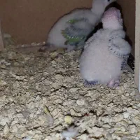 جوجه گرینچیک اناناسی رد|پرنده|مشهد, ادیب نیشابوری (شهرک غرب)|دیوار