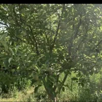 فروشی نرسیده به روستای سنزیق