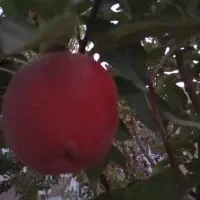 باغ