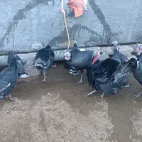 بوقلمون ماده کیلویی500