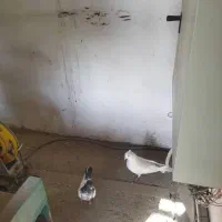 کبوتر غریبگیری|پرنده|کرج, کوی امامیه|دیوار