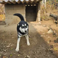 سگ هاسکی چشم یخی