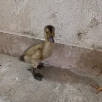 اوردک|حیوانات مزرعه|کوهدشت, |دیوار