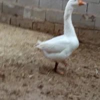 قوغاز سفید|حیوانات مزرعه|باوی, |دیوار