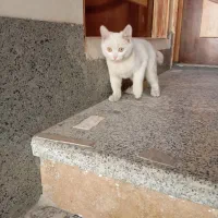 گربه خونگی نژاد اسکاتیش