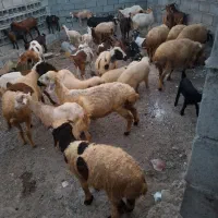 ۱۲ عدد بره شیرازی