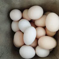 تخم مرغ محلی