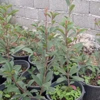 فوتونیا|گل و گیاه طبیعی|رحیمآباد, |دیوار