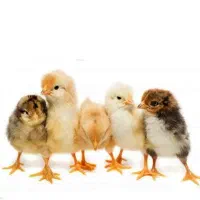 جوجه گلپایگانی