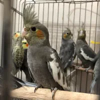 عروس هلندی جوجه