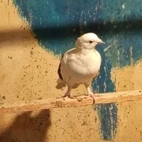 کفتر|پرنده|کرج, شهرک امیر المومنین|دیوار