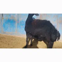 بره قوچ