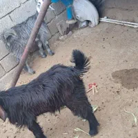 دوتا کهره نر وماده