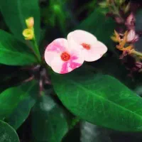 گلهای اپارتمانی رونده عطری حیاطی|گل و گیاه طبیعی|نوشهر, |دیوار