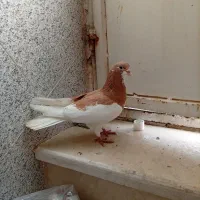 یال، اشعل، سیاه