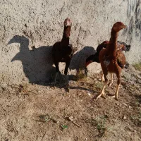 جوجه لاری|حیوانات مزرعه|نگین شهر, |دیوار