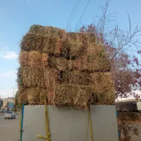 یونجه خالص|خدمات باغبانی و درختکاری|تکاب, |دیوار