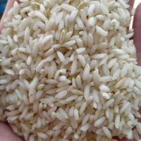 پخش انواع برنج عنبربو با بهترین قیمت وکیفیت|خوردنی و آشامیدنی|اصفهان, رکن الدوله شرقی|دیوار