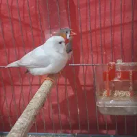 فنچ زبرا|پرنده|شیراز, کوشک میدان|دیوار