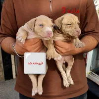 واگذاری پیتبول تریر وارداتی ((غیر رایگان))
