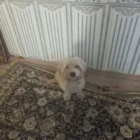 واگذاری سگ پا کوتاه تربیت شده