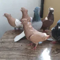 کبوتر دمسفید وکله معاوضه گوشی یا هرچیزی