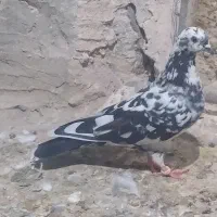 ماده کفتر