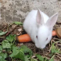 خرگوش بازیگوش