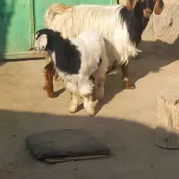 بز همراه بچه|حیوانات مزرعه|میاندوآب, |دیوار