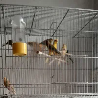 قناری رسمی|پرنده|خمینی‌شهر, |دیوار