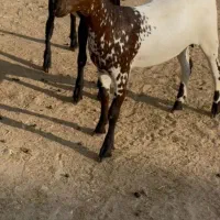 صلال خال خالی