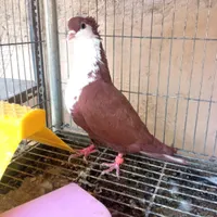 جفت ریش کاکولی