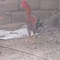 سه تا خروس دورگه|حیوانات مزرعه|جزنیک, |دیوار