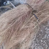جارو شهر داری