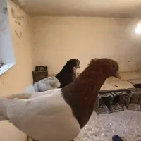 یک جفت سینه مشکی و سینه سرخ